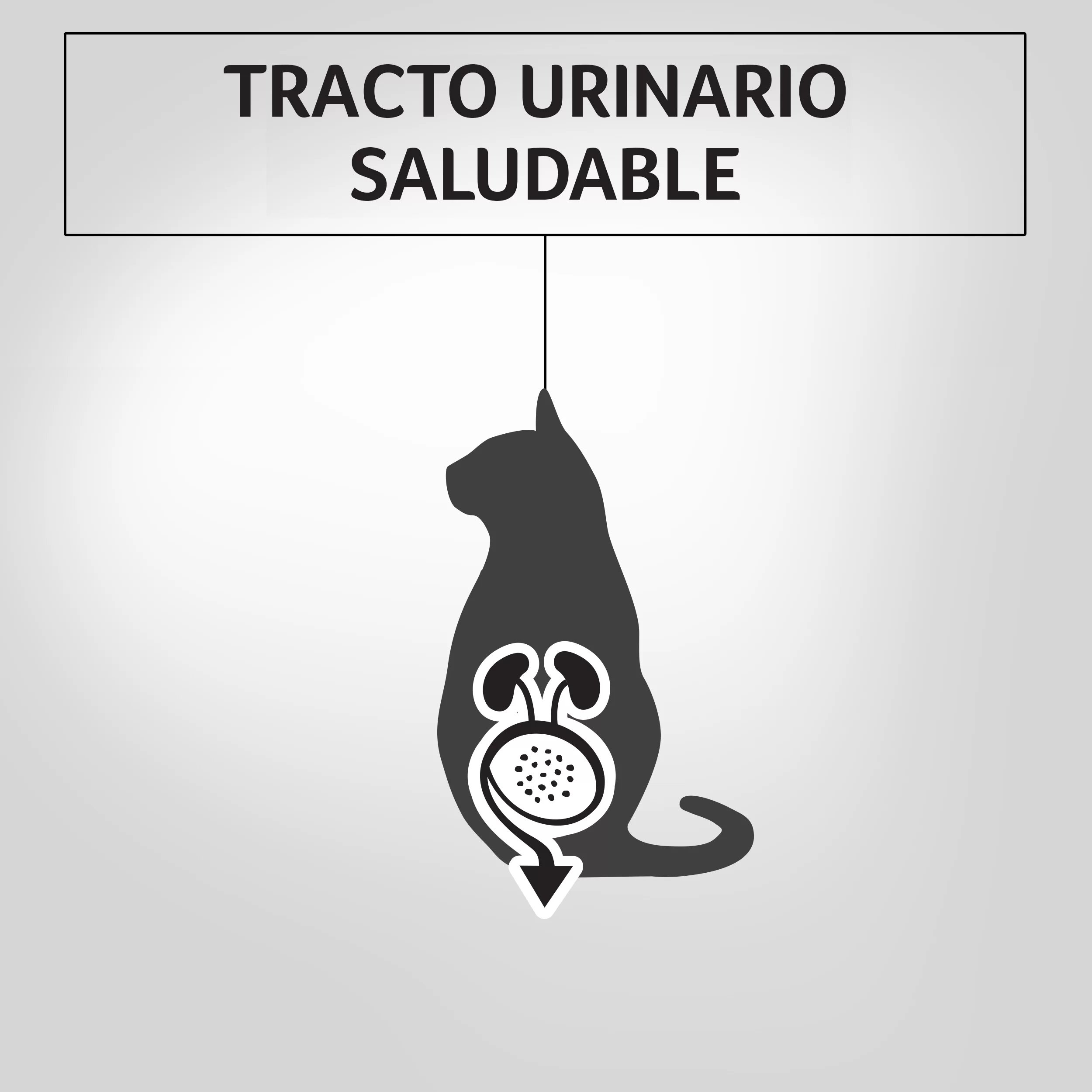 Comida Húmeda Para Gatos Sabor A Salmón  Purina Pro Plan x 85 Gr - Image 6