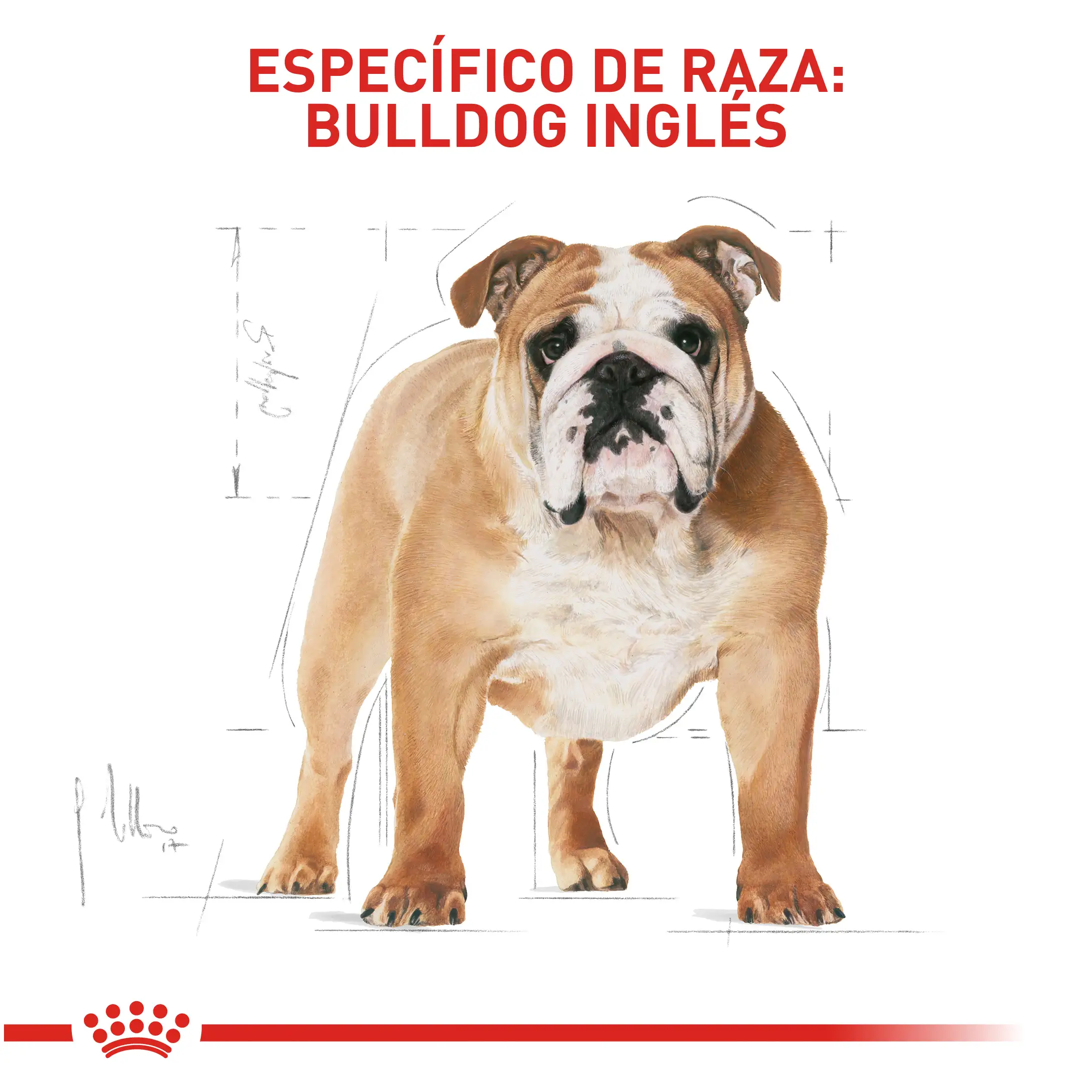 Comida Para Perro Royal Canin Bhn Bulldog Ingles Adulto - Image 4