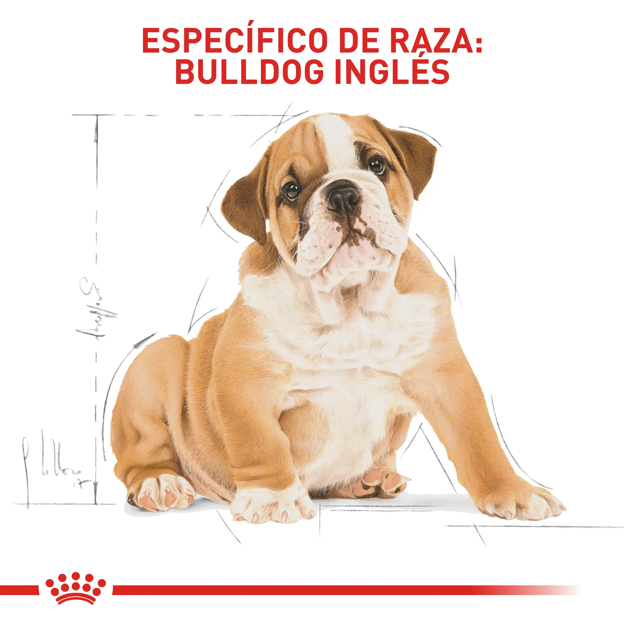 Comida Para Perro Royal Canin Bhn Bulldog Ingles Puppy - Image 4
