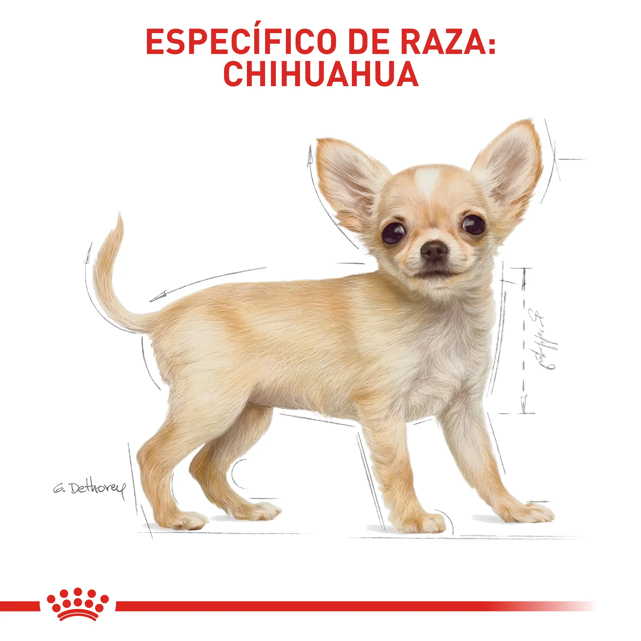 Comida Para Perro Royal Canin Bhn Chihuahua Puppy x 1.13 Kg - Image 5