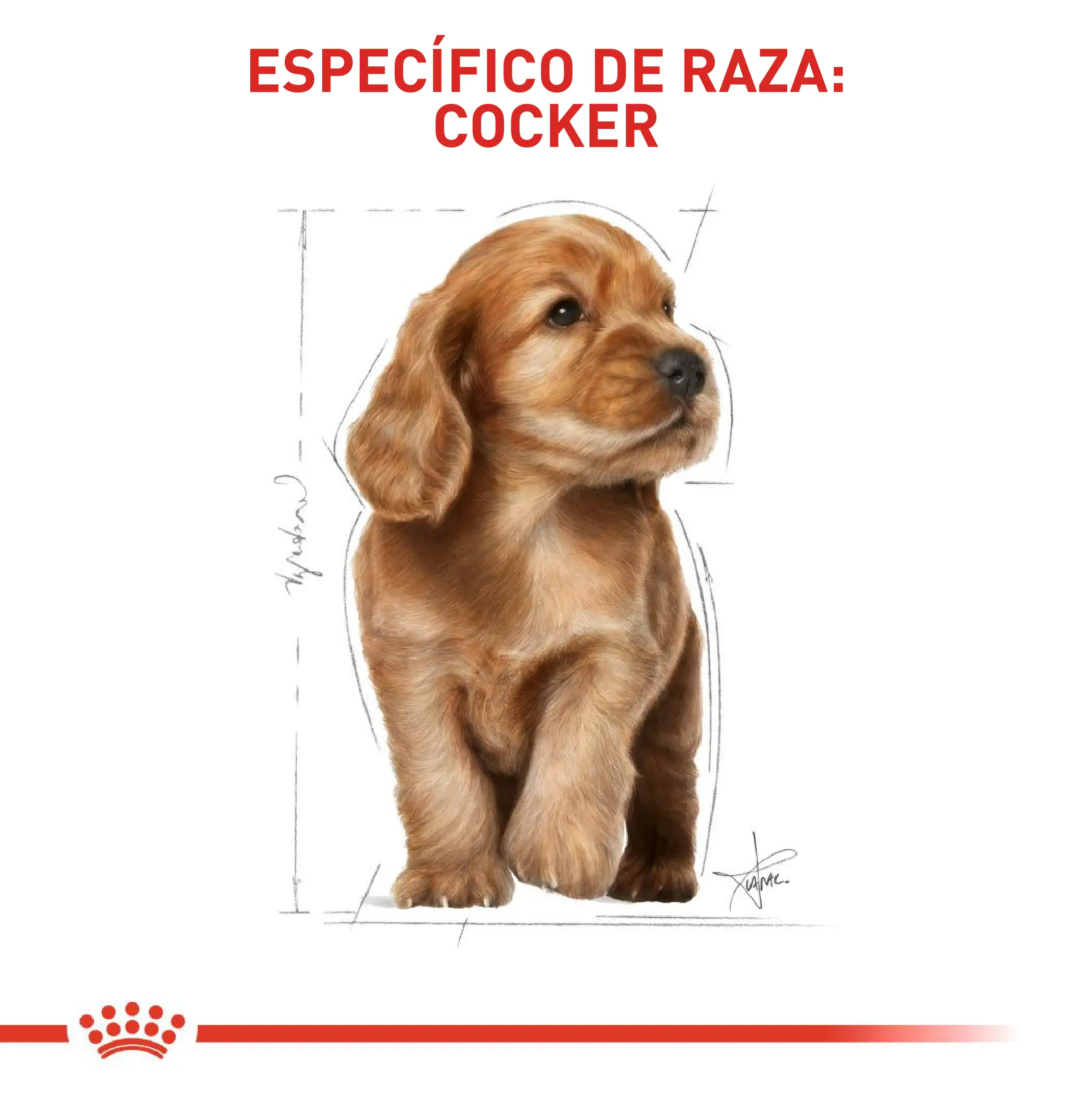 Comida Para Perro Royal Canin Bhn Cocker Puppy x 3 Kg - Image 4