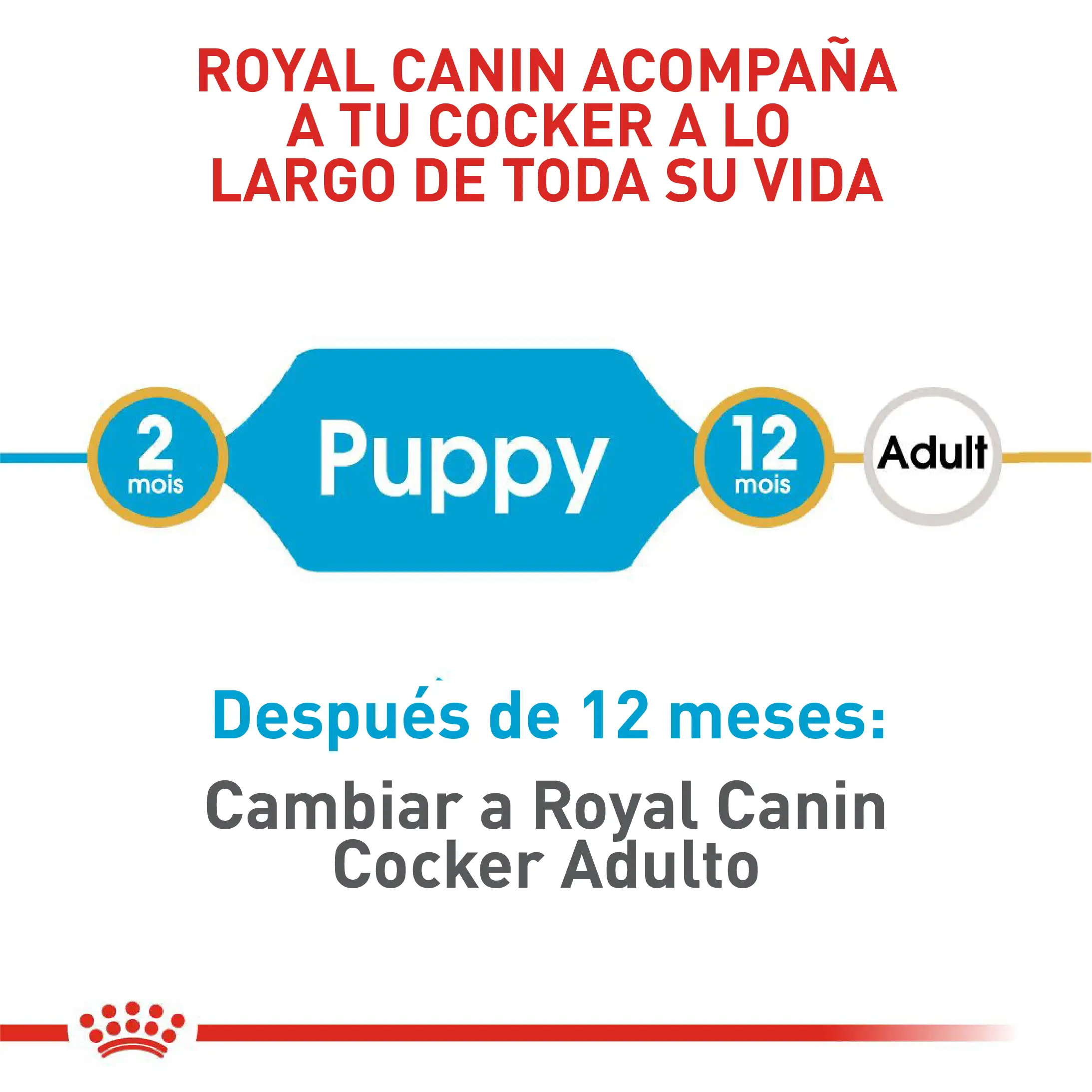 Comida Para Perro Royal Canin Bhn Cocker Puppy x 3 Kg - Image 5