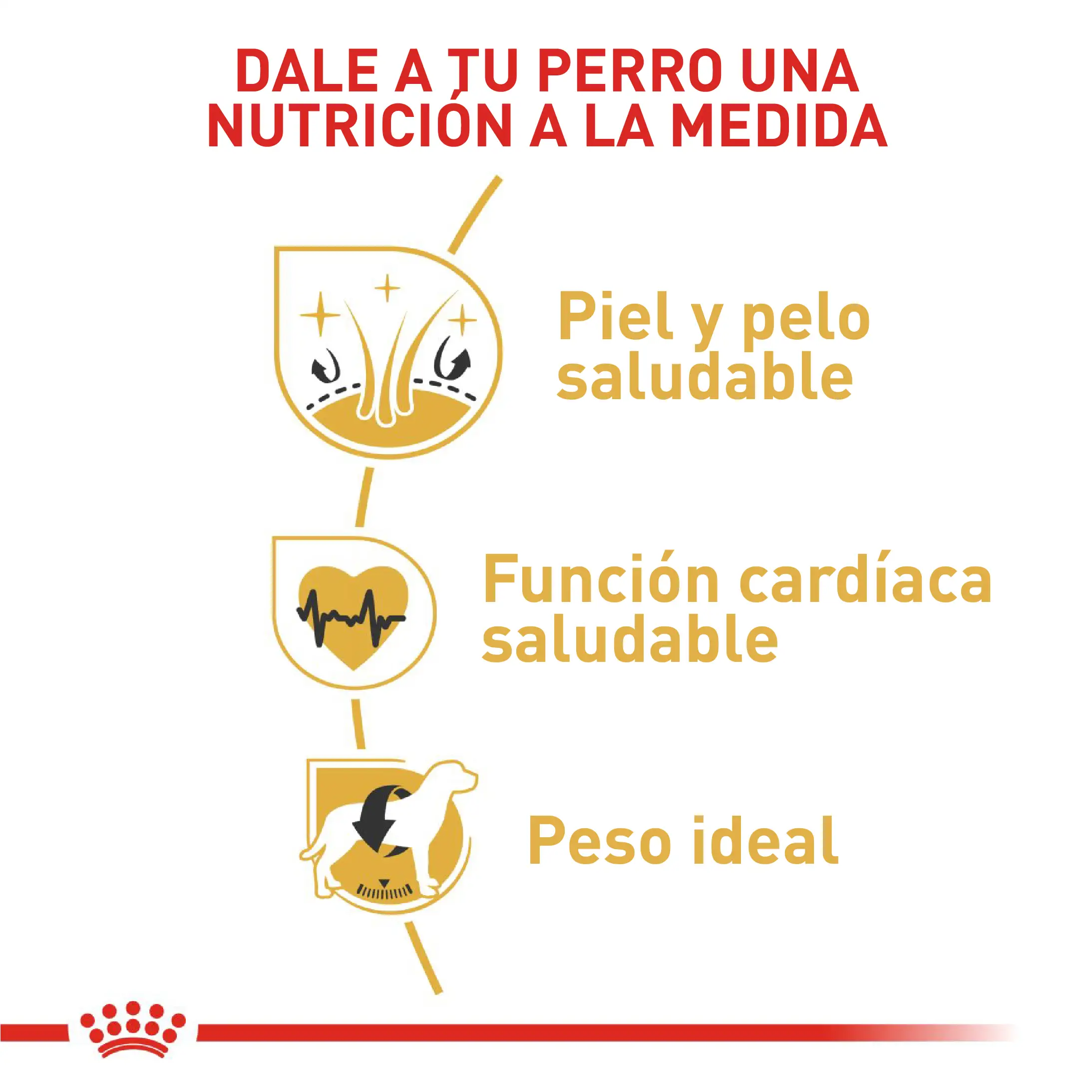 Comida Para Perro Royal Canin Bhn Golden Retriever Adulto x 13.6 Kg - Image 2