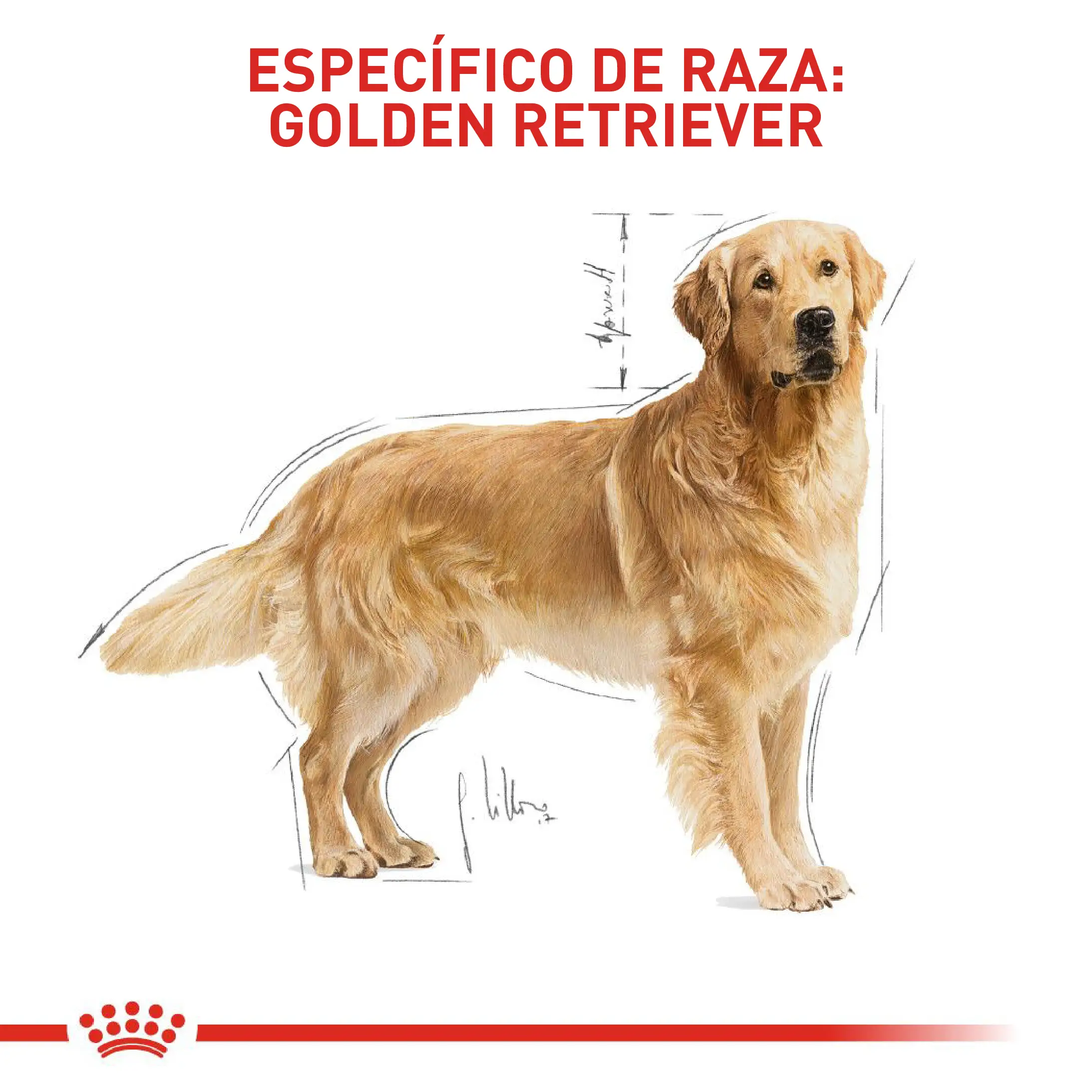 Comida Para Perro Royal Canin Bhn Golden Retriever Adulto x 13.6 Kg - Image 4
