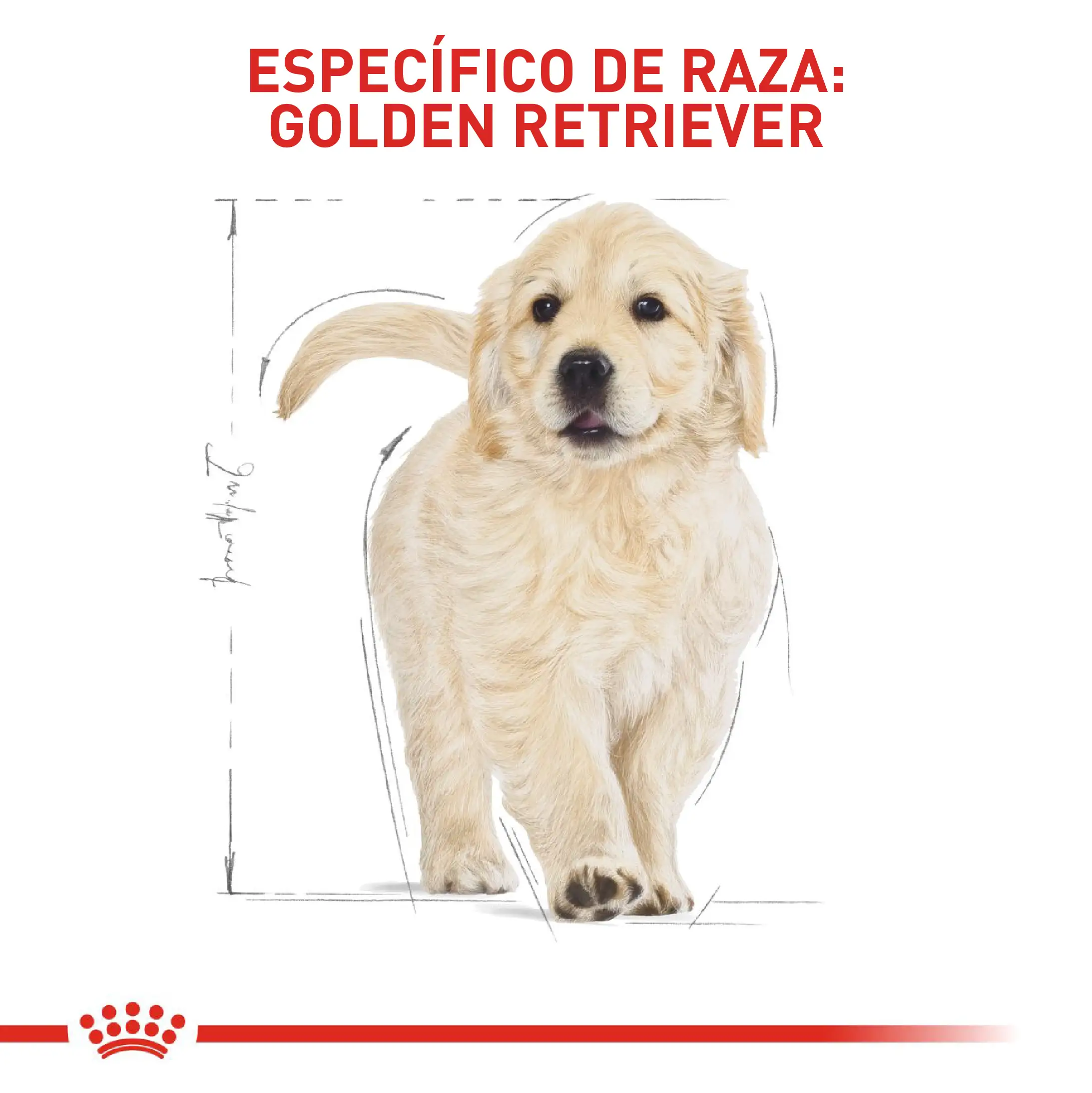 Comida Para Perro Royal Canin Bhn Golden Retriever Puppy - Image 4