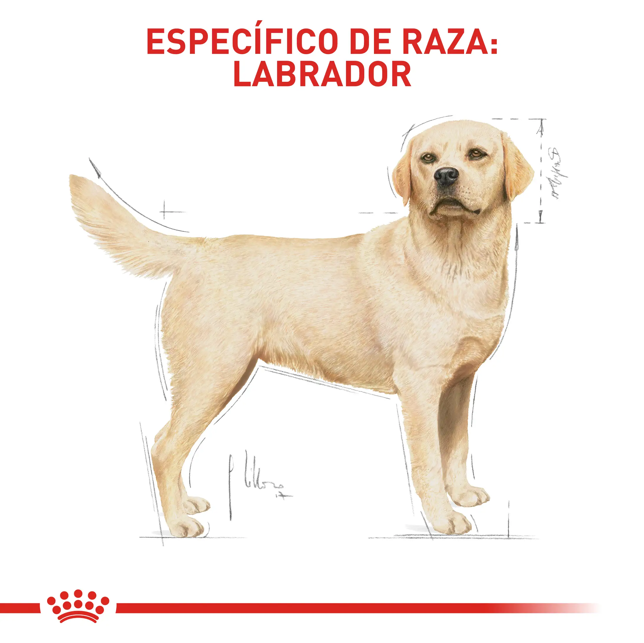 Comida Para Perro Royal Canin Bhn Labrador Adulto 13.6 Kg - Image 3