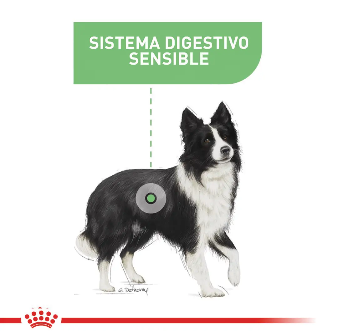 Comida Para Perro Royal Canin Ccn Medium Digestive Care 3Kg - Image 3