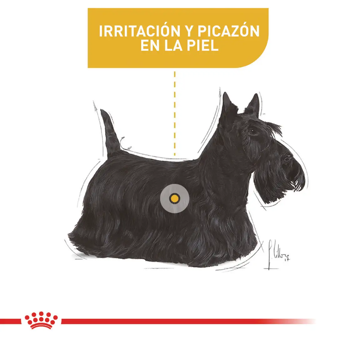 Comida Para Perro Royal Canin Ccn Mini Derma 3Kg - Image 4