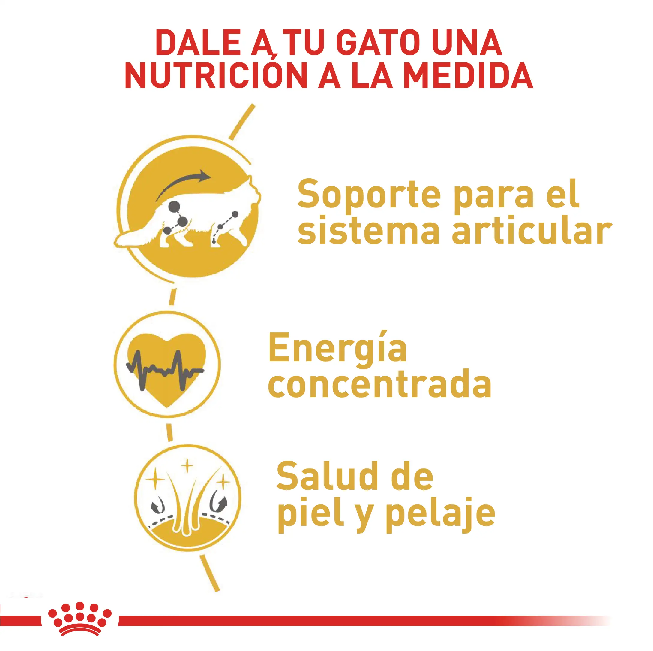 Alimento Royal Canin Fbn Maine Coon Adulto 2Kg - Image 2