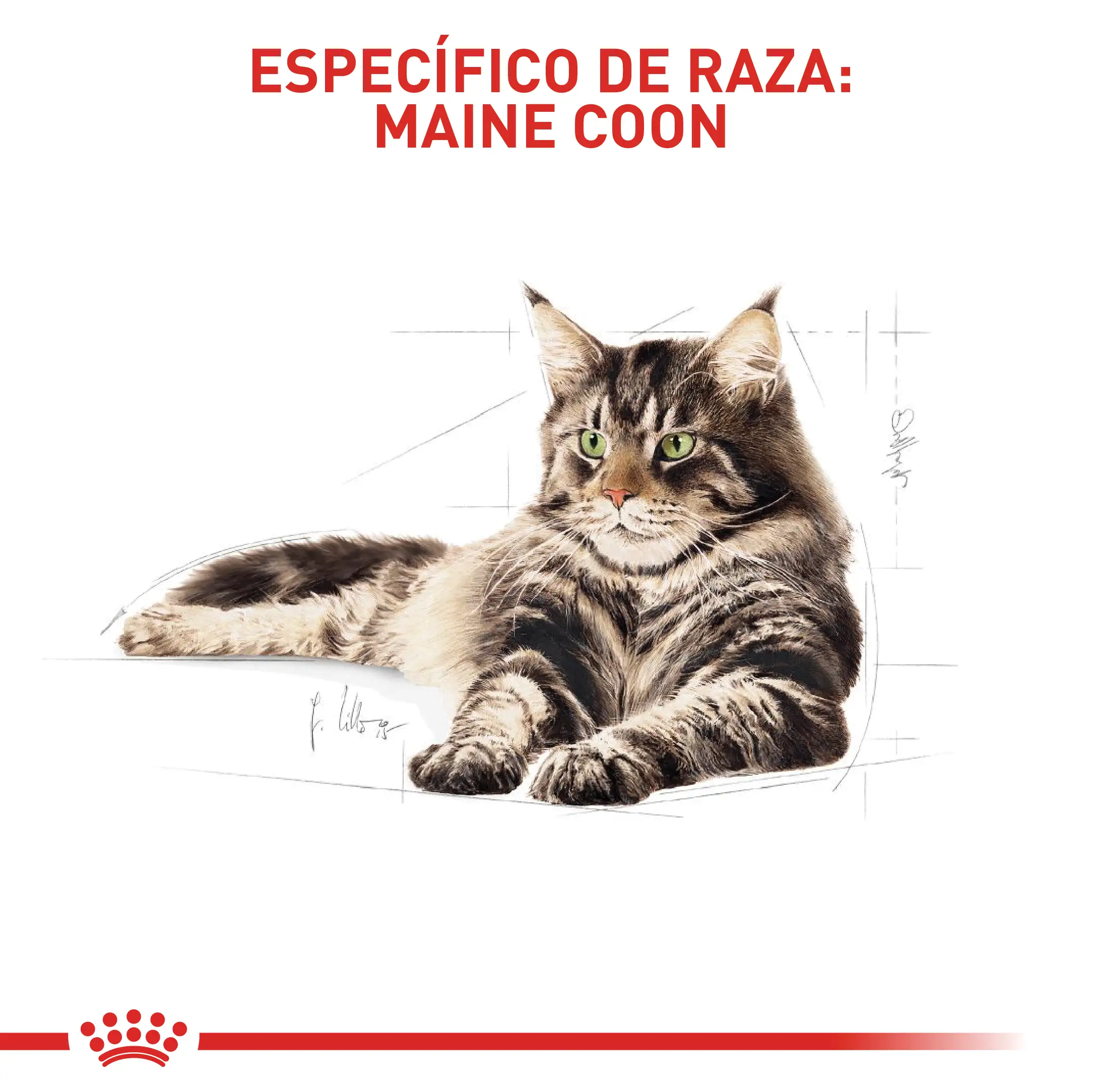 Alimento Royal Canin Fbn Maine Coon Adulto 2Kg - Image 4