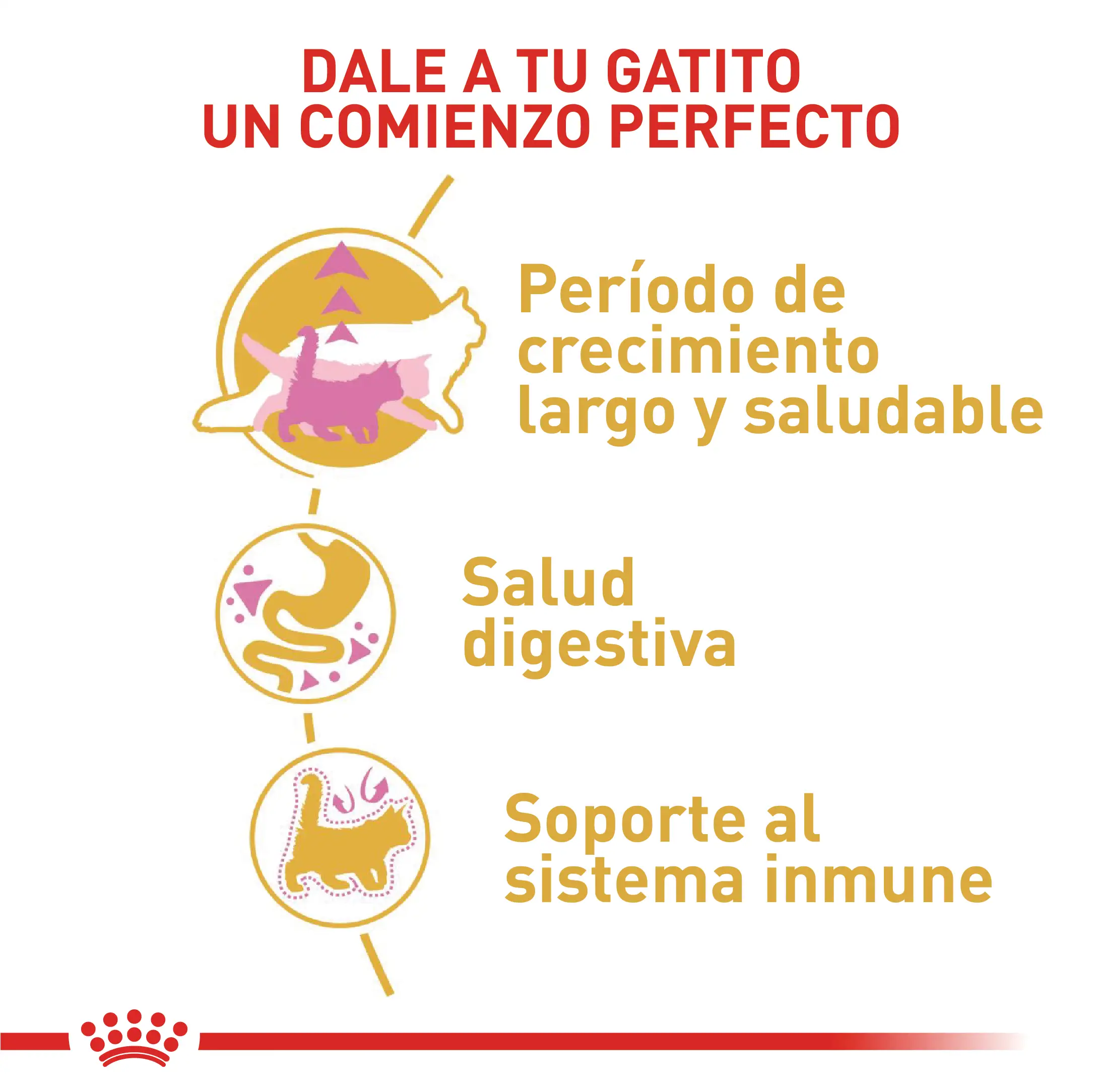 Alimento Royal Canin Fbn Maine Coon Kitten 4 Kg - Image 2