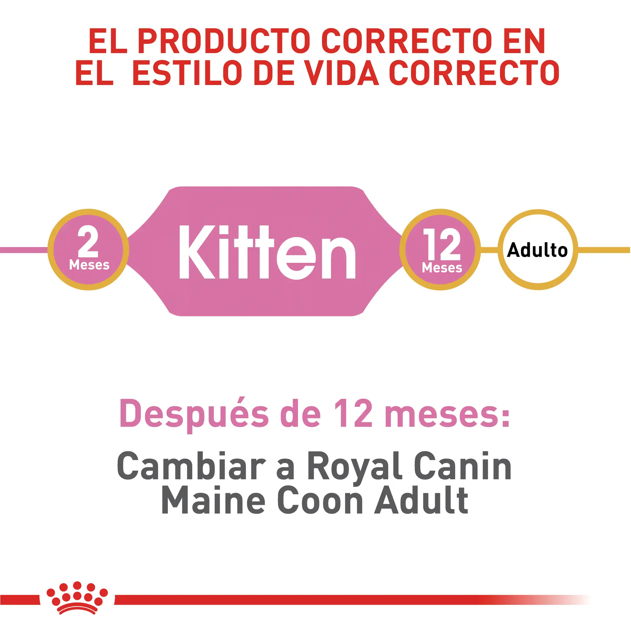 Alimento Royal Canin Fbn Maine Coon Kitten 4 Kg - Image 3