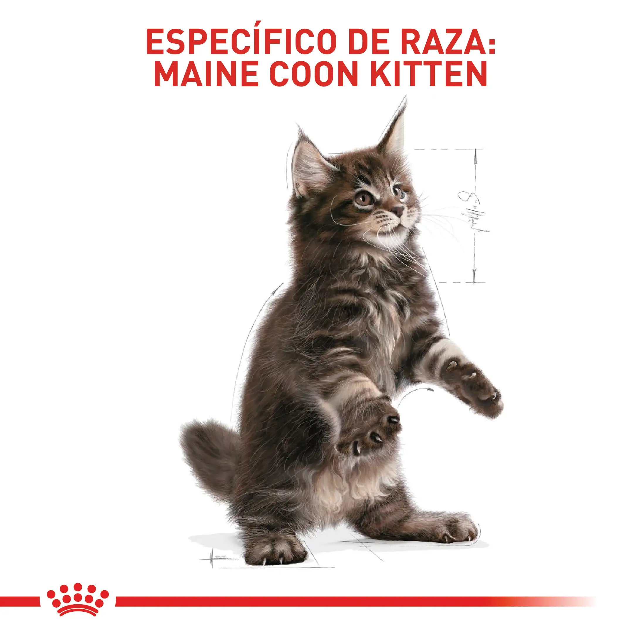 Alimento Royal Canin Fbn Maine Coon Kitten 4 Kg - Image 5