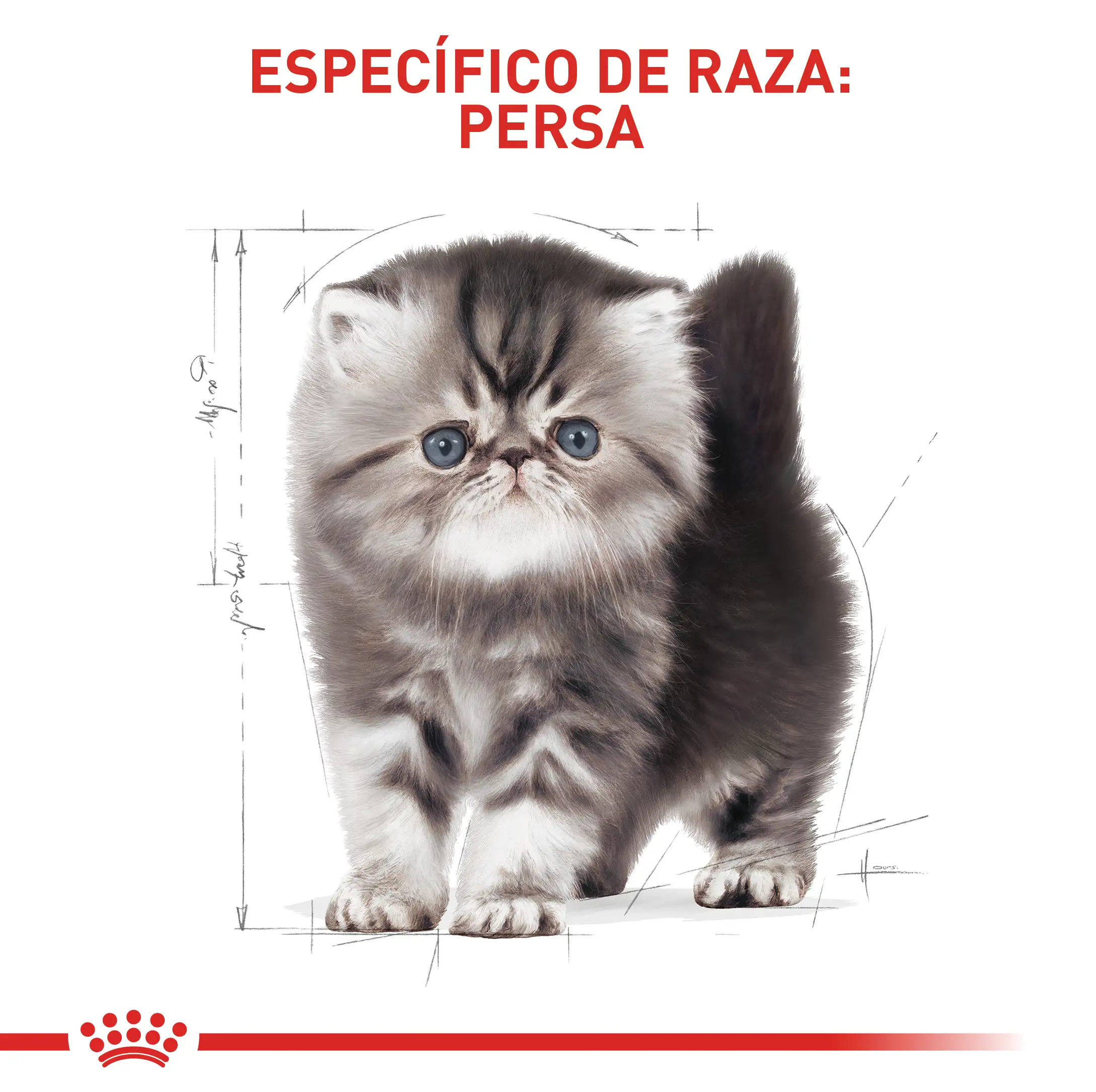 Alimento Royal Canin Fbn Persian Kitten 2 Kg - Image 5