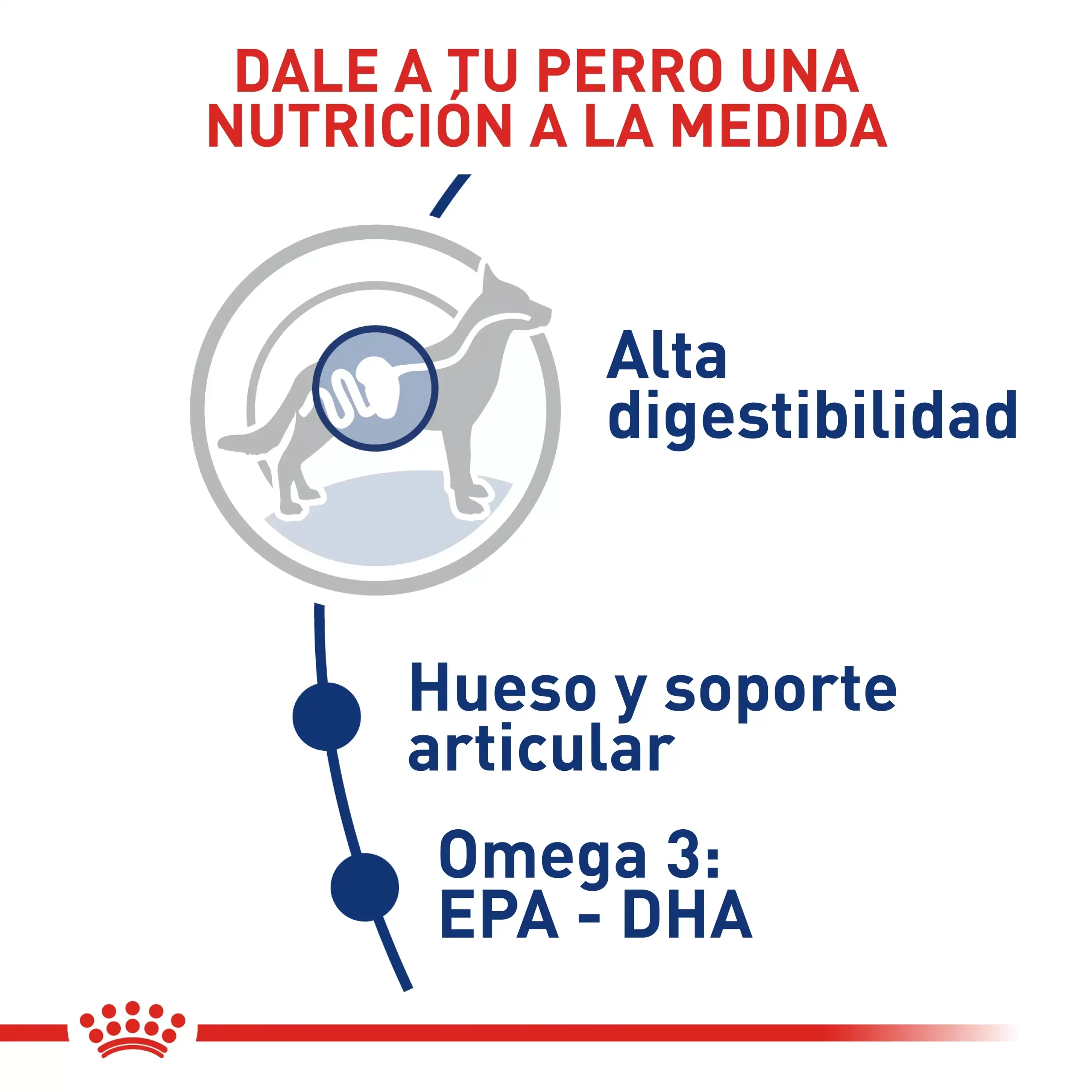Comida Para Perro Royal Canin Shn Maxi Adulto 4 Kg - Image 2