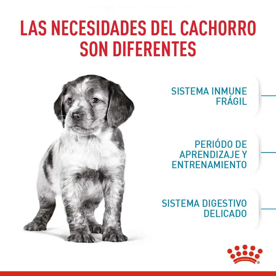 Comida Para Perro Royal Canin Shn Medium Puppy - Image 4
