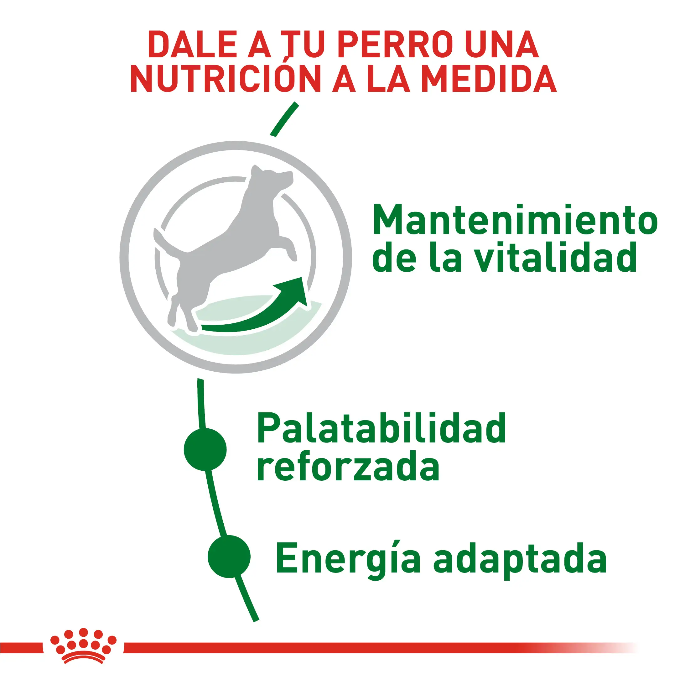 Comida Para Perro Royal Canin Shn Mini Mature 8+ 2Kg - Image 2