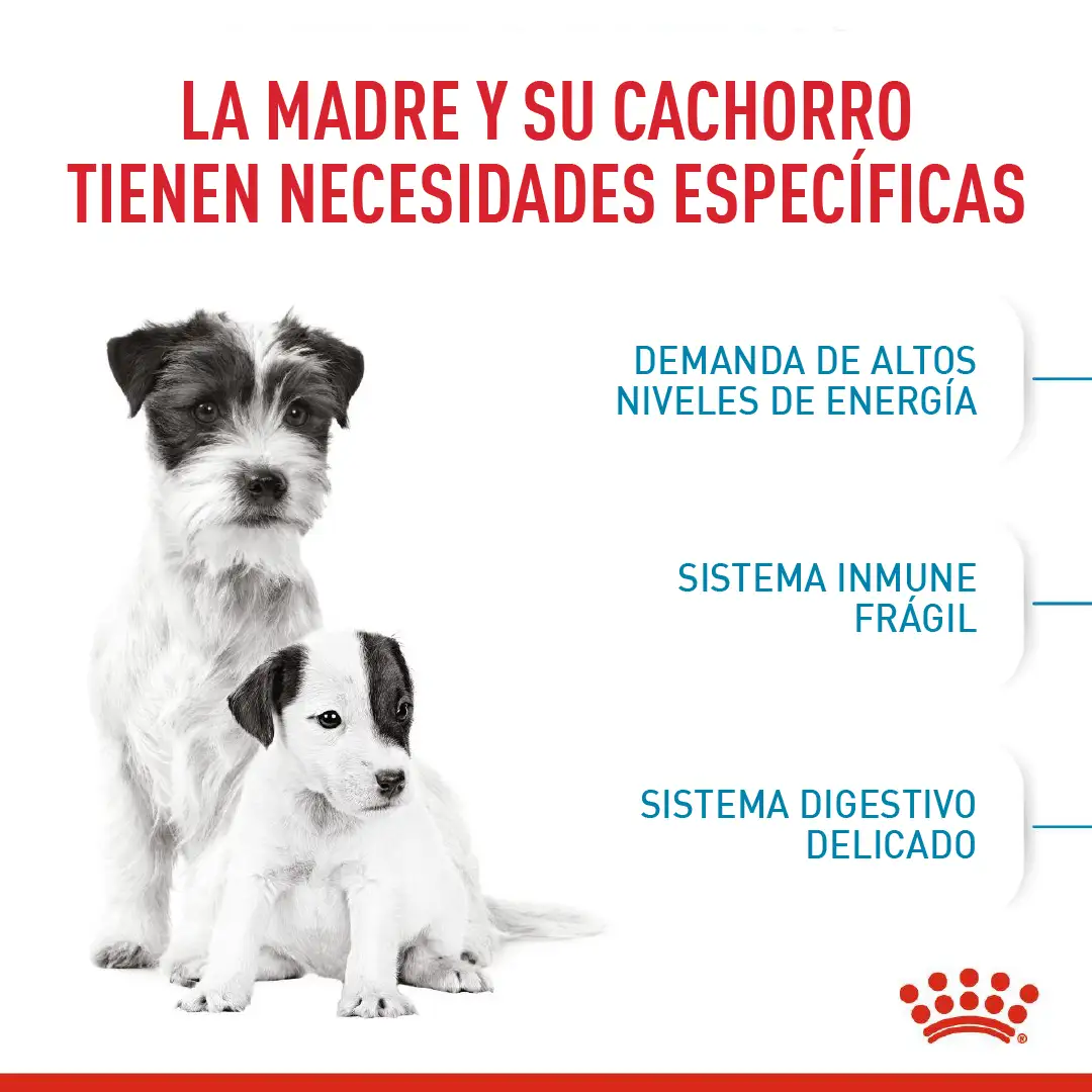 Comida Para Perro Shn Mini Starter Mother & Baby Dog 1Kg - Image 4