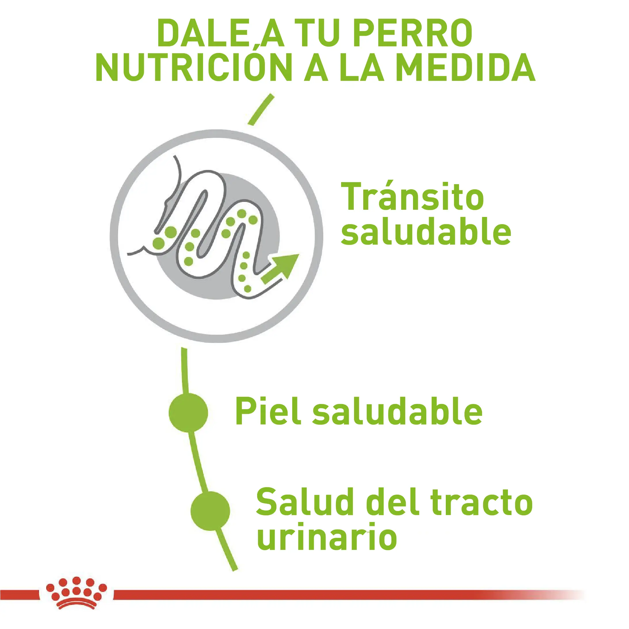 Comida Para Perro Royal Canin Shn X-Small Adulto - Image 2