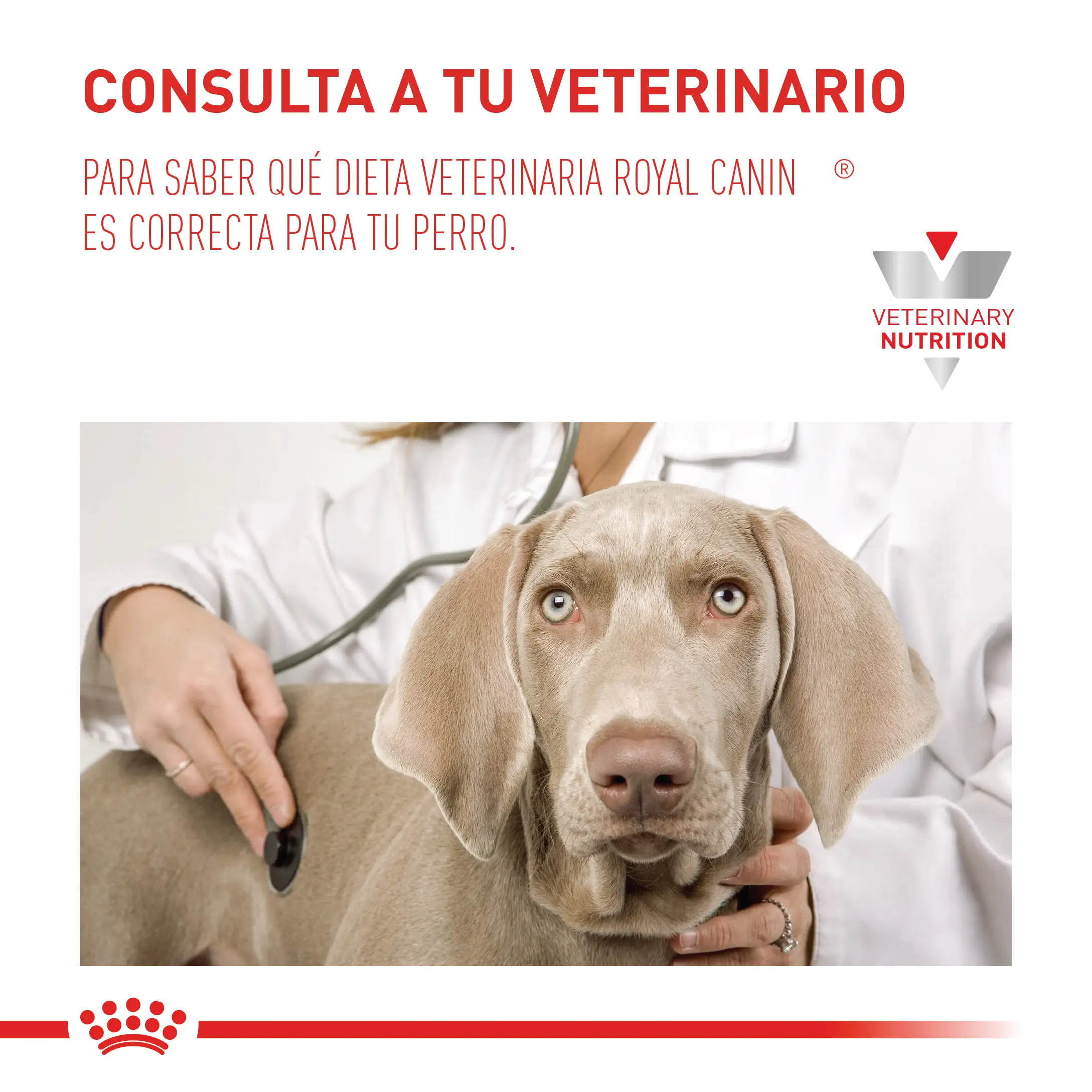 Comida Para Perro Royal Canin Vhn Cardiac 2 Kg - Image 7
