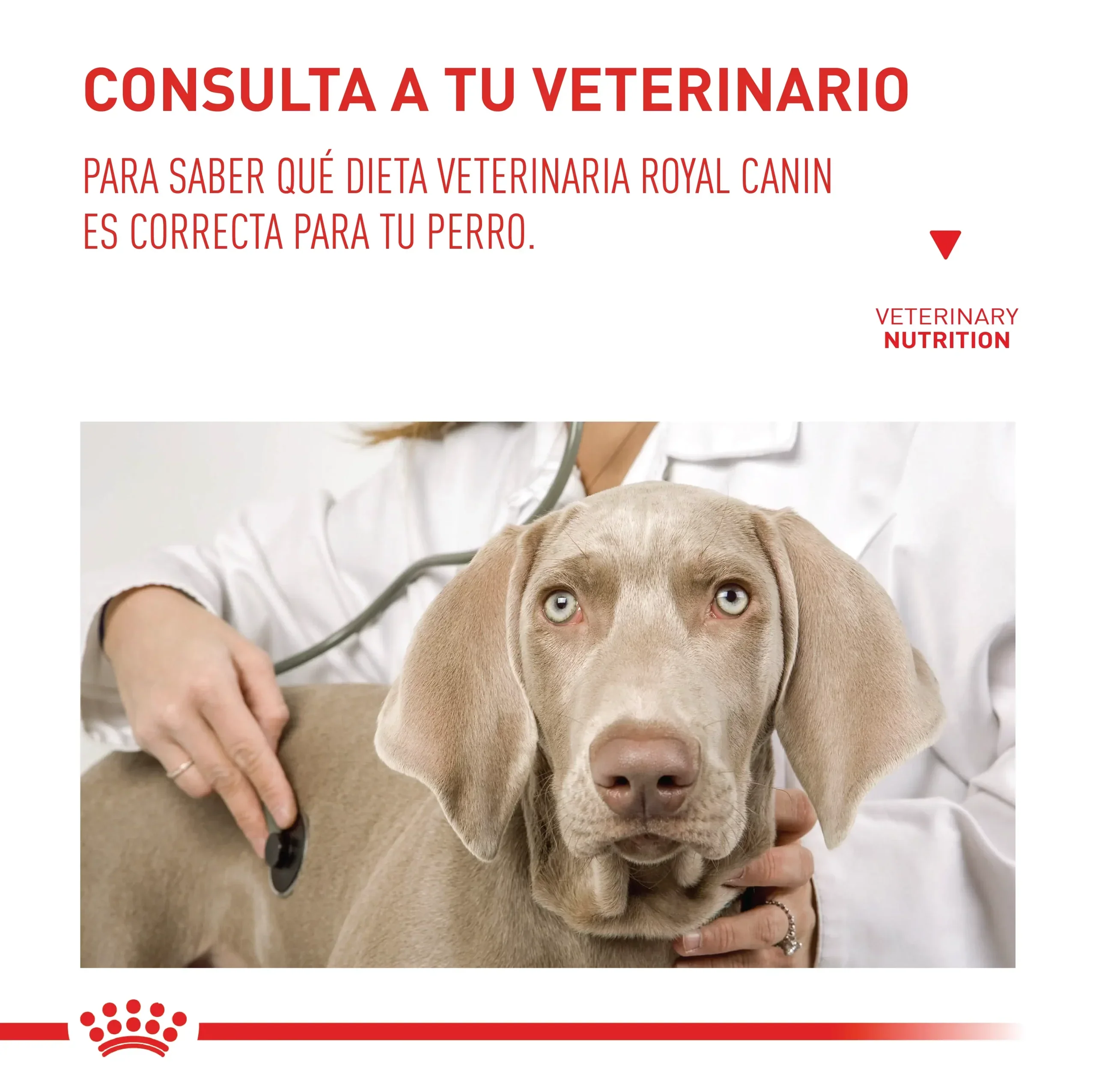 Comida Para Perro Royal Canin Vhn Gastrointestinal Low Fat 8 Kg - Image 6